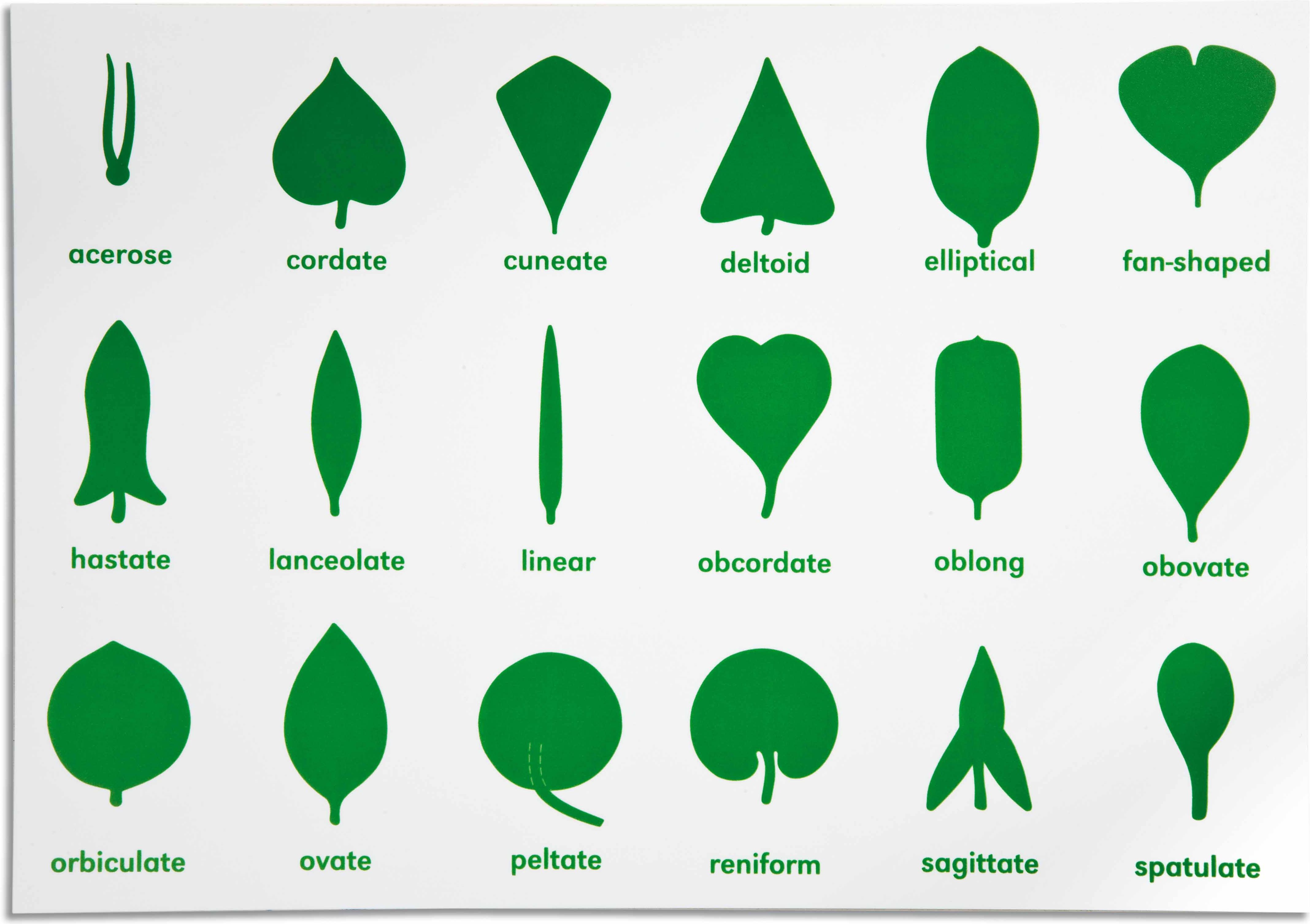 Nienhuis Montessori Botany Cabinet Control Chart - obrázek 1