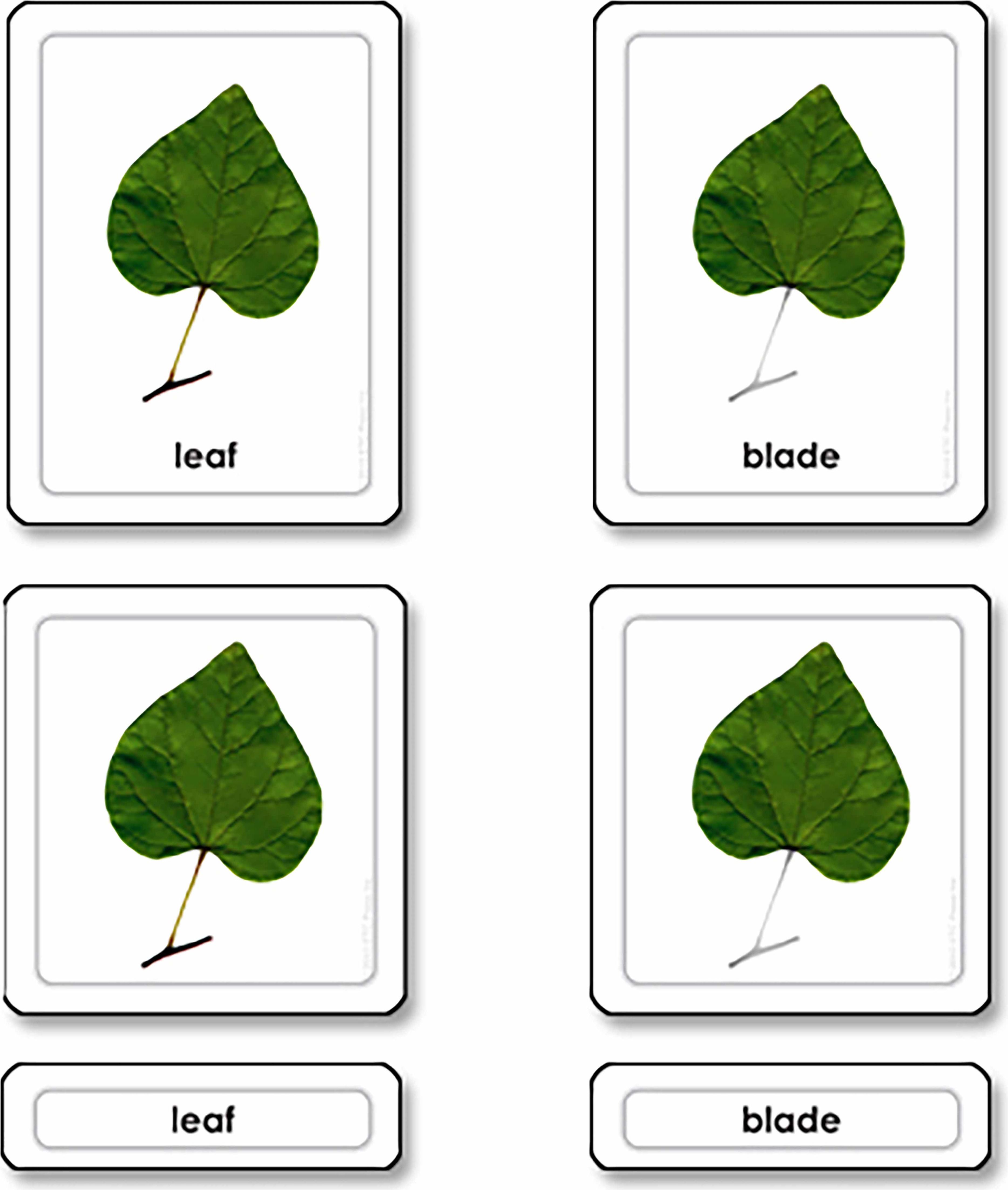 Nienhuis Montessori Parts of a Leaf - obrázek 1