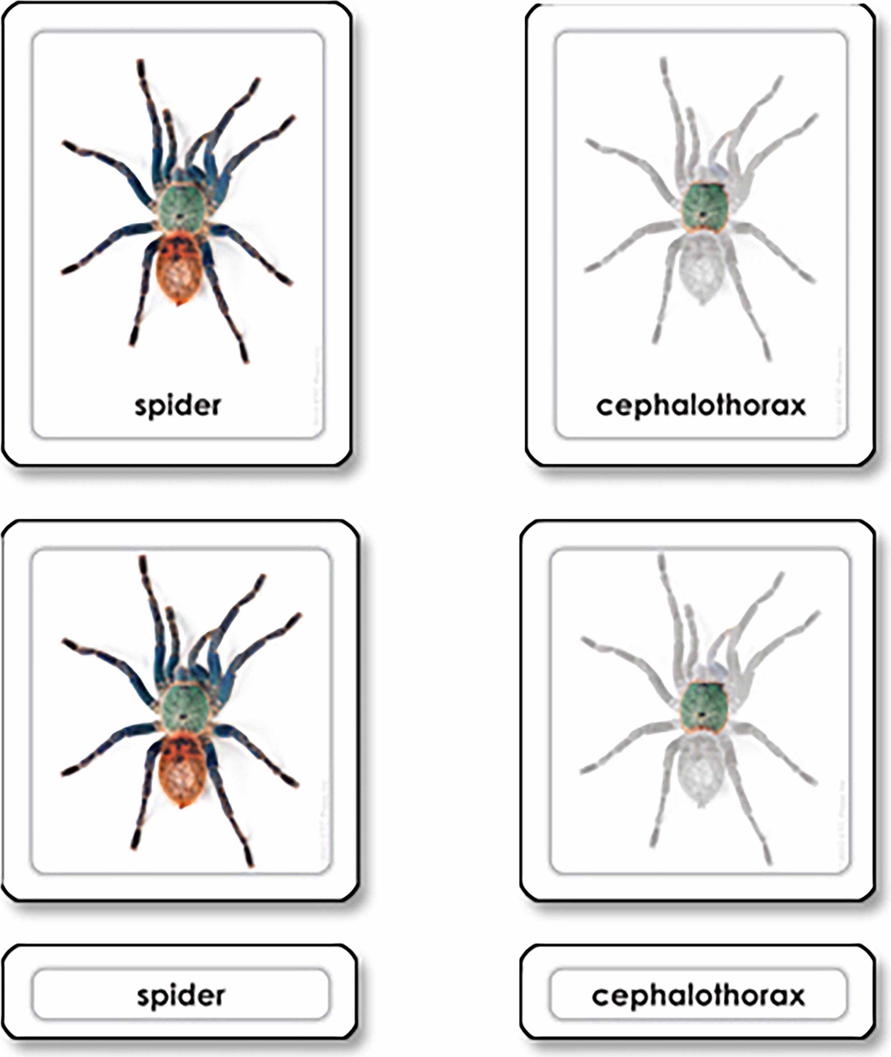 Nienhuis Montessori Parts of a Spider (Arachnid) - obrázek 1