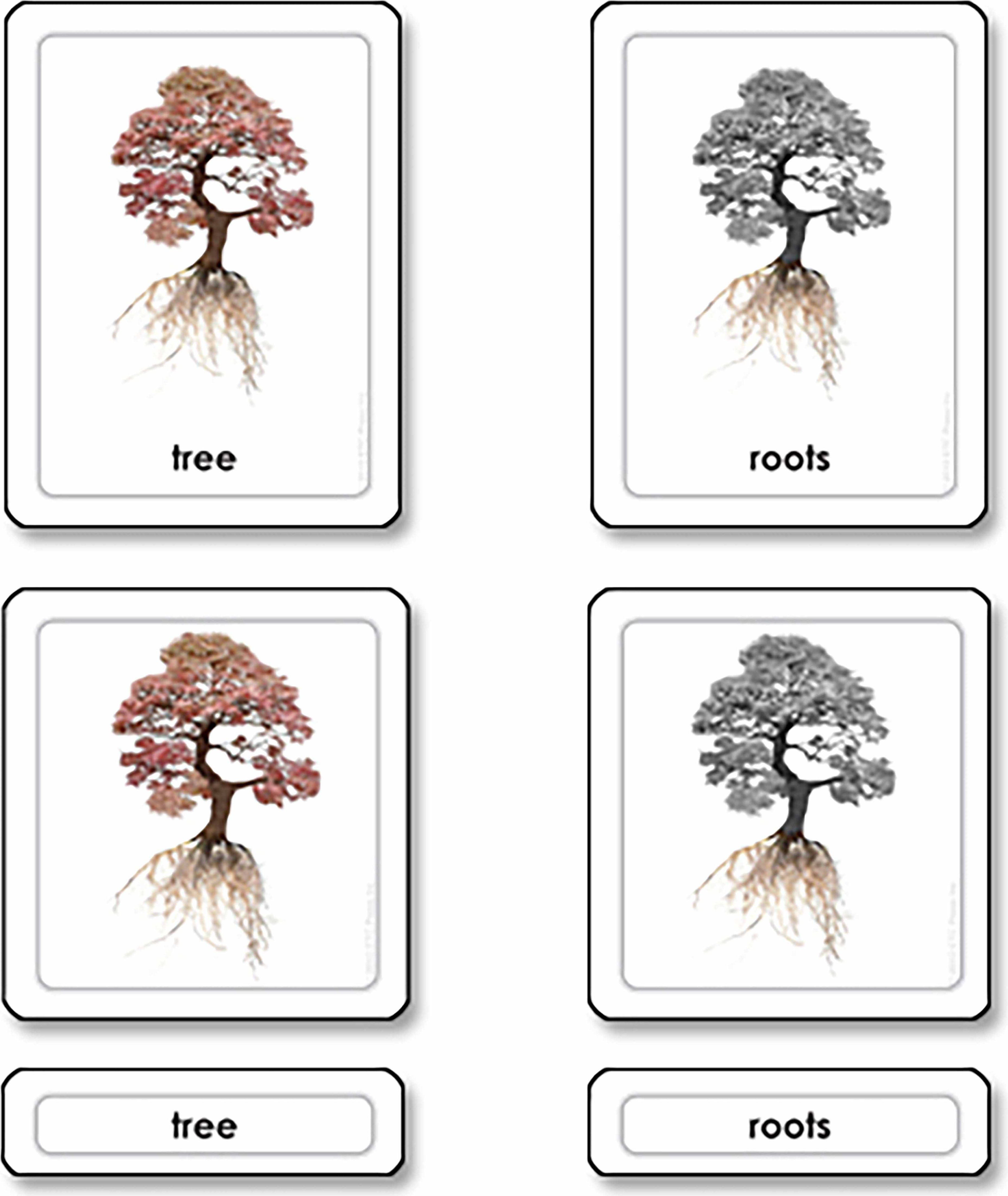 Nienhuis Montessori Parts of a Tree - obrázek 1