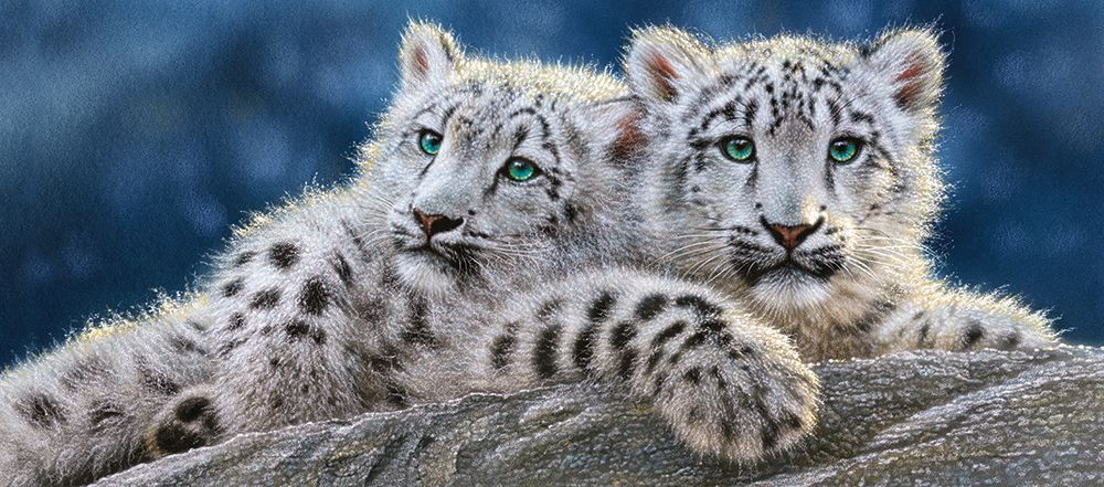 Castorland Puzzle 600 dílků Snow Leopard Cubs - obrázek 1