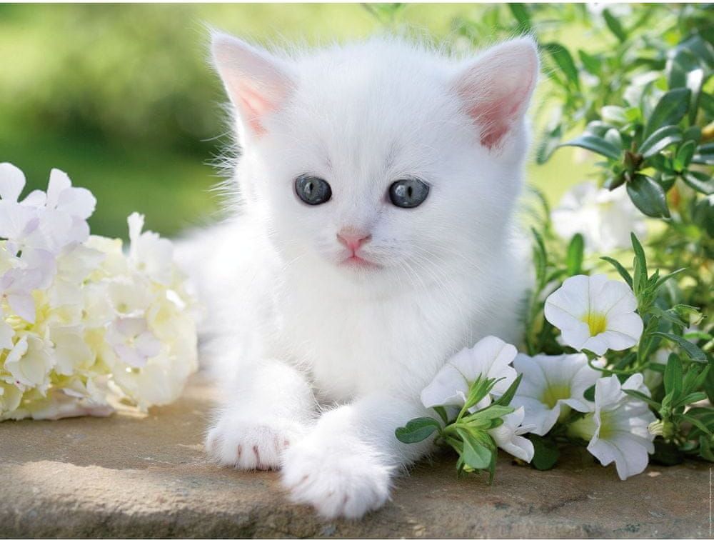 Ravensburger Puzzle 1500 dílků White kitten - obrázek 1