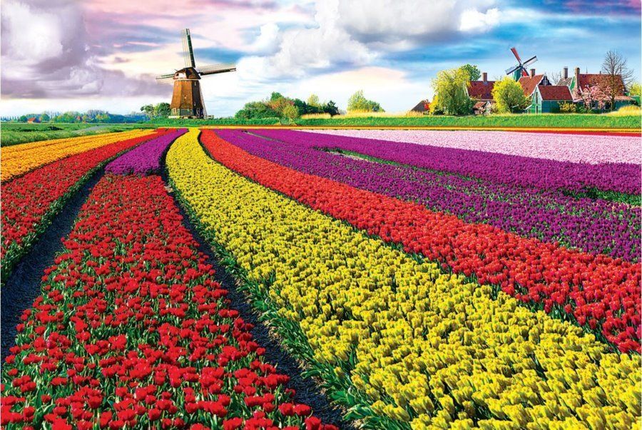 EuroGraphics Puzzle Pole tulipánů (HDR) 1000 dílků - obrázek 1