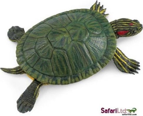 Safari Ltd. Želva nádherná - obrázek 1