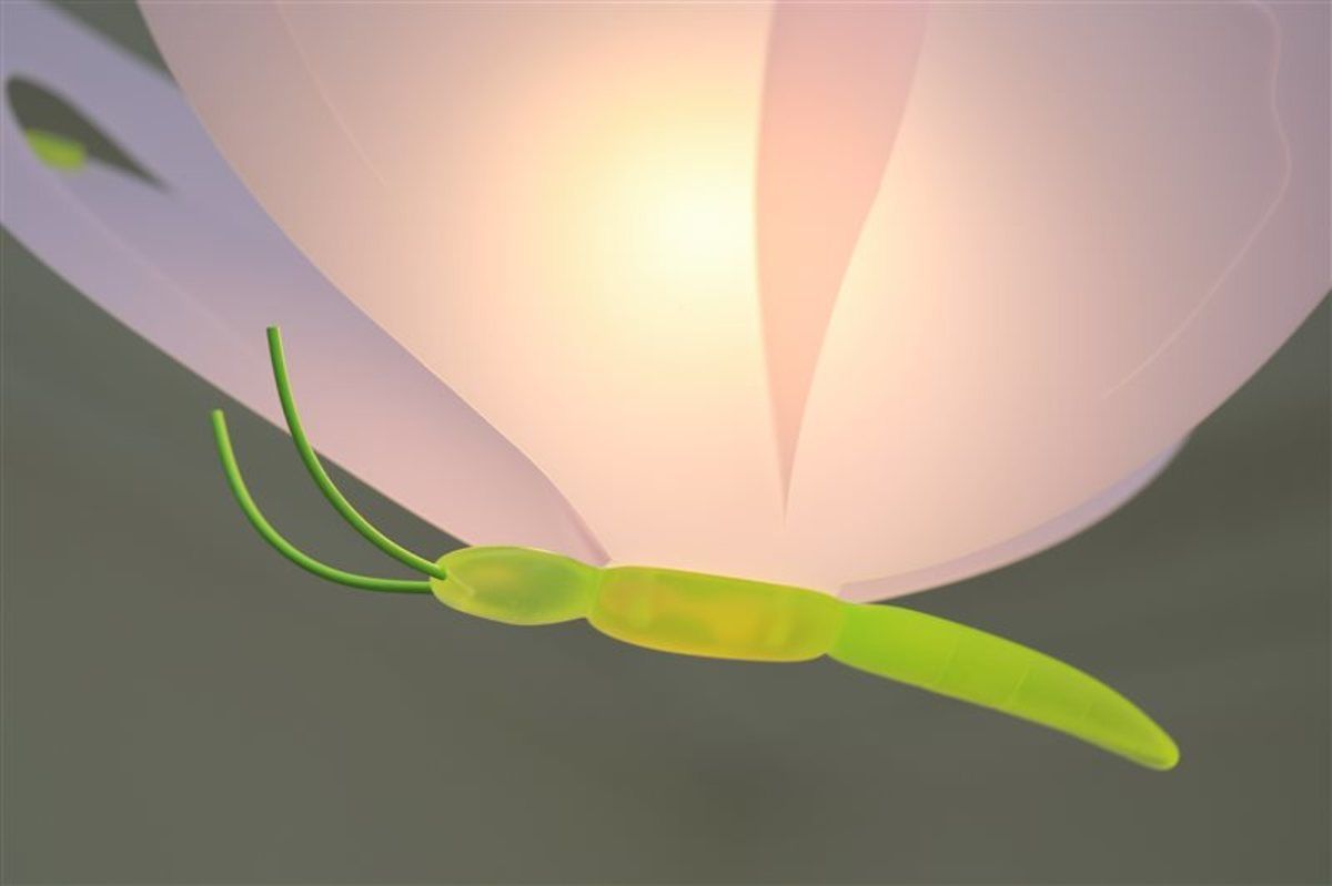 Dětská lampa motýlek - různé barvy oranžová - obrázek 6