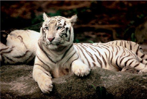 Trefl Tiger Bengálsky - obrázek 1