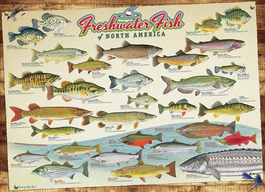 Cobble Hill Puzzle Ryby Severní Ameriky 1000 dílků - obrázek 1