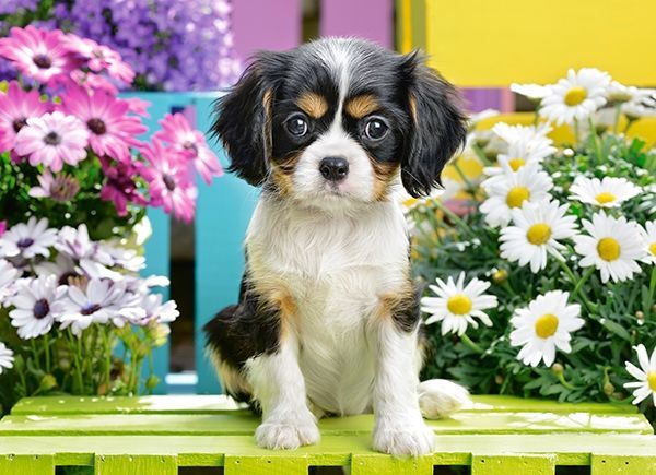 Castorland Spaniel Puppy in Flowers - obrázek 1