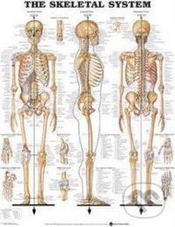 The Skeletal System - - obrázek 1