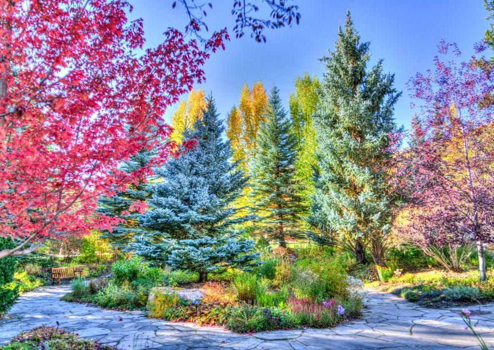 Grafika Puzzle 1000 dílků Colorful Forest, Colorado, USA - obrázek 1