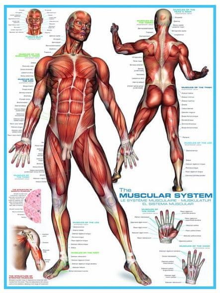 EuroGraphics Puzzle 1000 dílků Système musculaire - obrázek 1