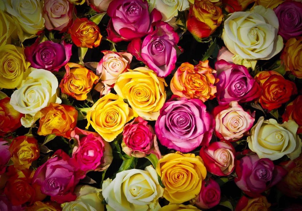 Grafika Puzzle 1000 dílků Roses - obrázek 1