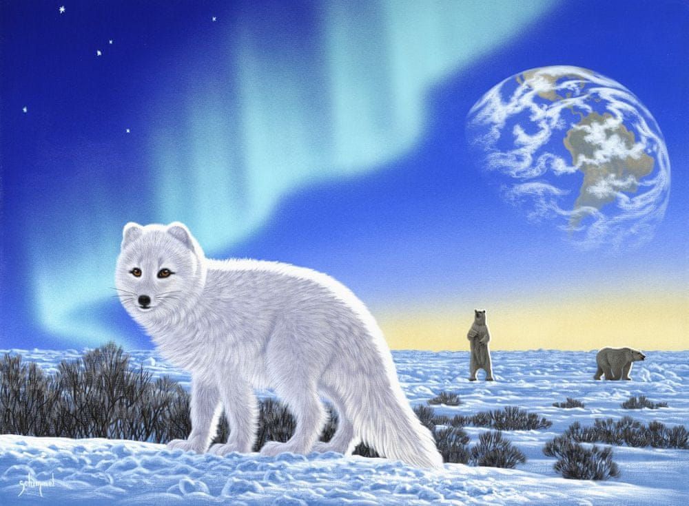 Grafika Puzzle 2000 dílků Schim Schimmel - Artic Fox - obrázek 1