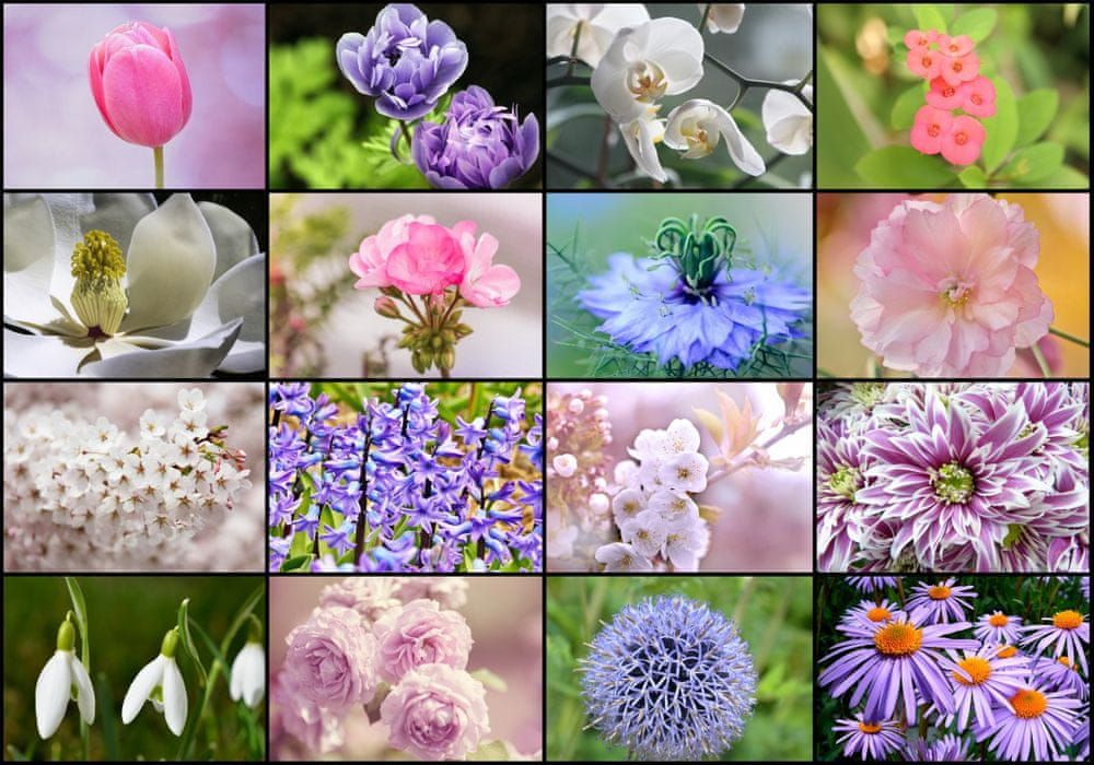 Grafika Puzzle 1000 dílků Collage - Spring Flowers - obrázek 1