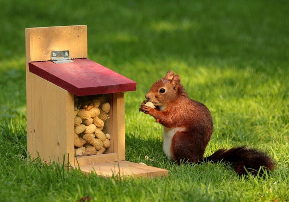 Grafika Puzzle 1000 dílků Squirrel - obrázek 1