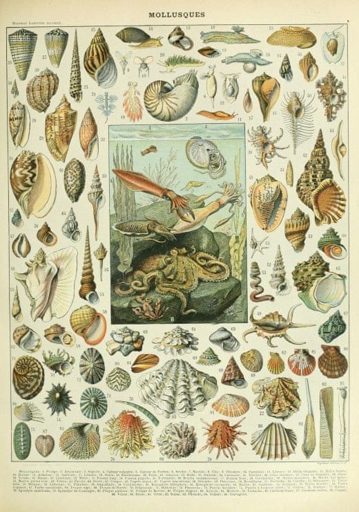 Grafika Puzzle 1000 dílků Illustration du Nouveau Larousse Illustré : Mollusq - obrázek 1