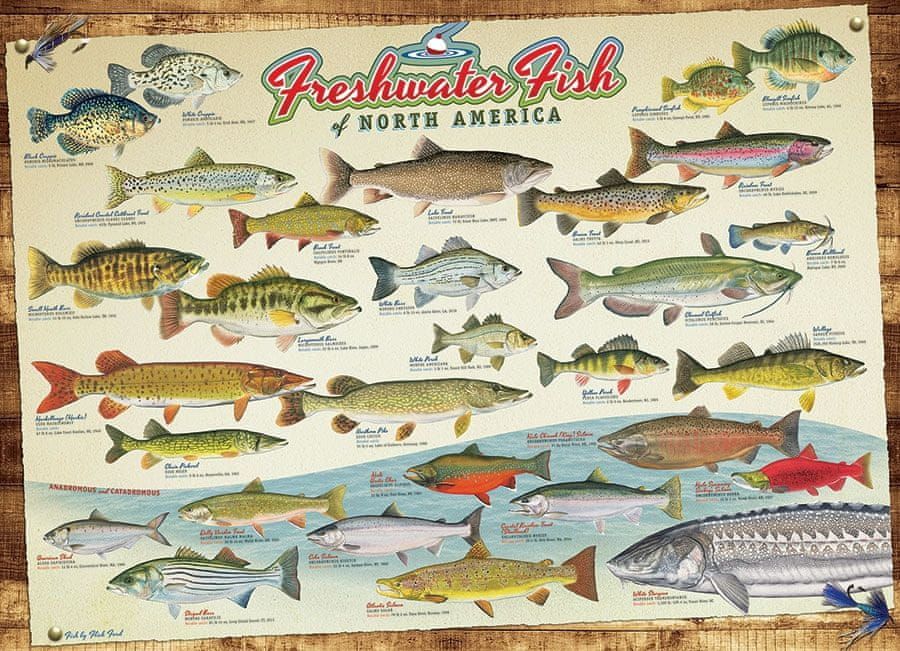 Cobble Hill Puzzle 1000 dílků Freshwater Fish of North America - obrázek 1