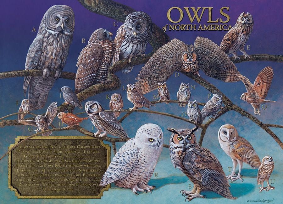 Cobble Hill Puzzle 1000 dílků Owls of North America - obrázek 1