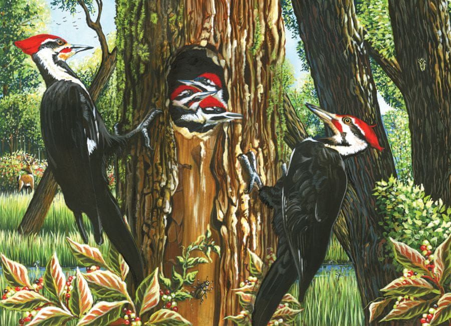 Cobble Hill Puzzle 1000 dílků Pileated Woodpeckers - obrázek 1