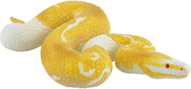 Krajta Královská Albín - obrázek 1