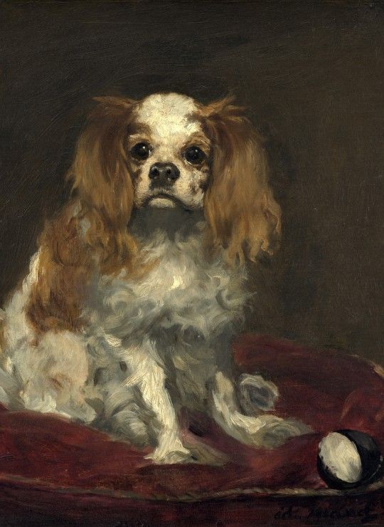 Grafika Puzzle 300 dílků Edouard Manet: A King Charles Spaniel, 1866 - obrázek 1