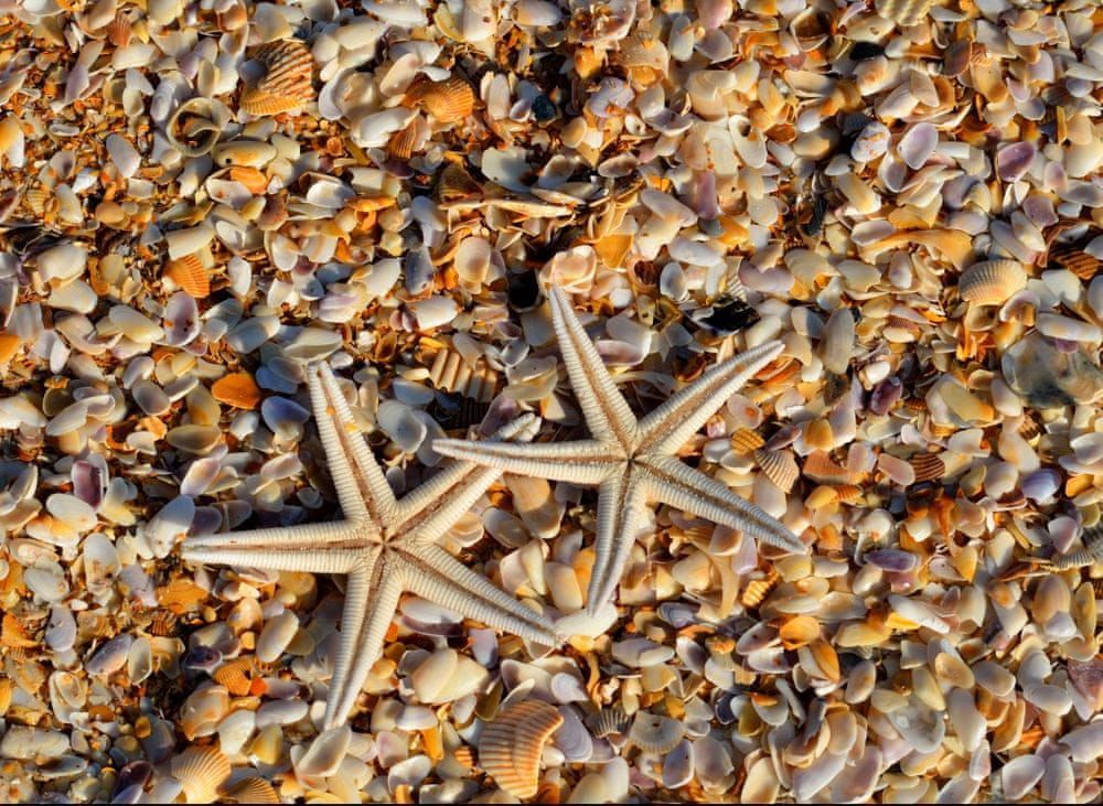 Grafika Puzzle 300 dílků Shells and Starfish - obrázek 1