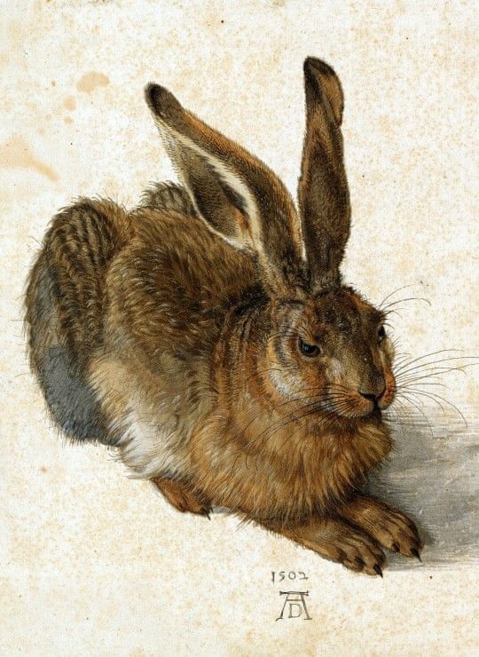 Grafika Puzzle 300 dílků Albrecht Dürer - The Rabbit, 1502 - obrázek 1