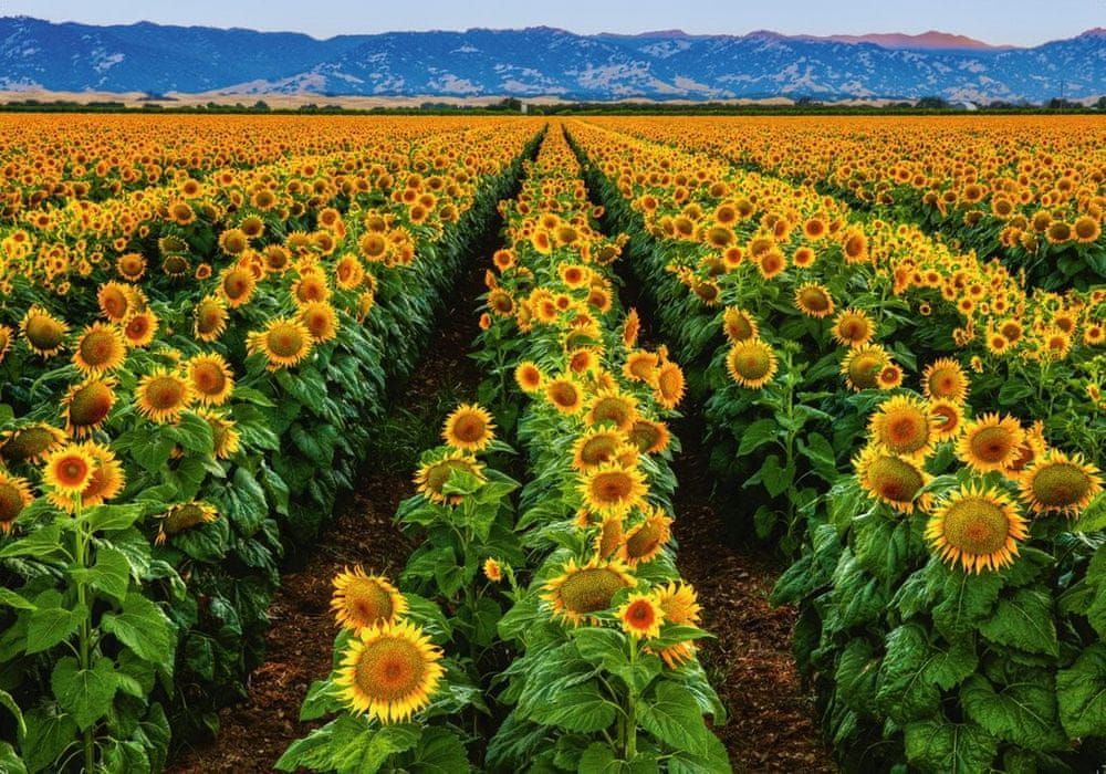 Ravensburger Puzzle 1000 dílků Field of Sunflowers - obrázek 1