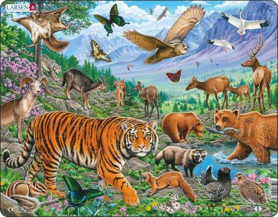 Puzzle Amurský tygr v sibiřském létě 36 dílků - obrázek 1