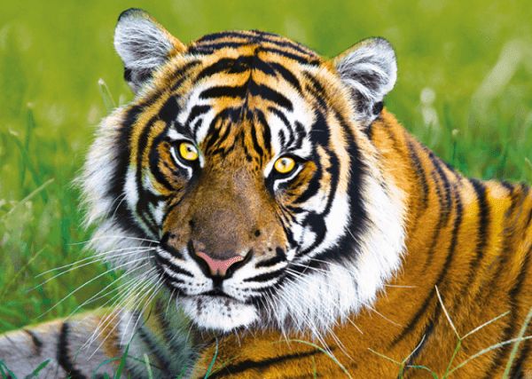 Trefl Tiger v tráve - obrázek 1