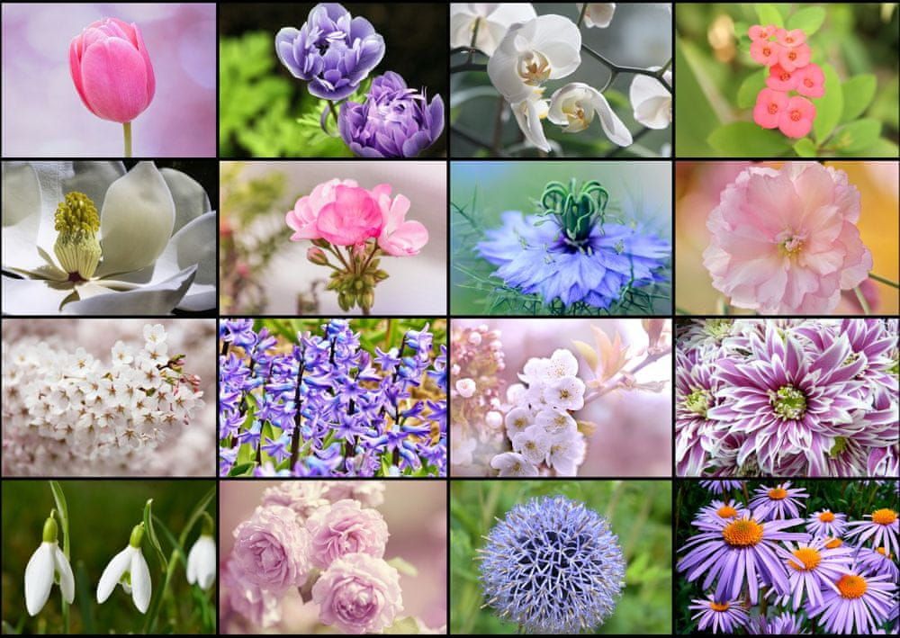 Grafika Puzzle 1000 dílků Collage - Spring Flowers - obrázek 1