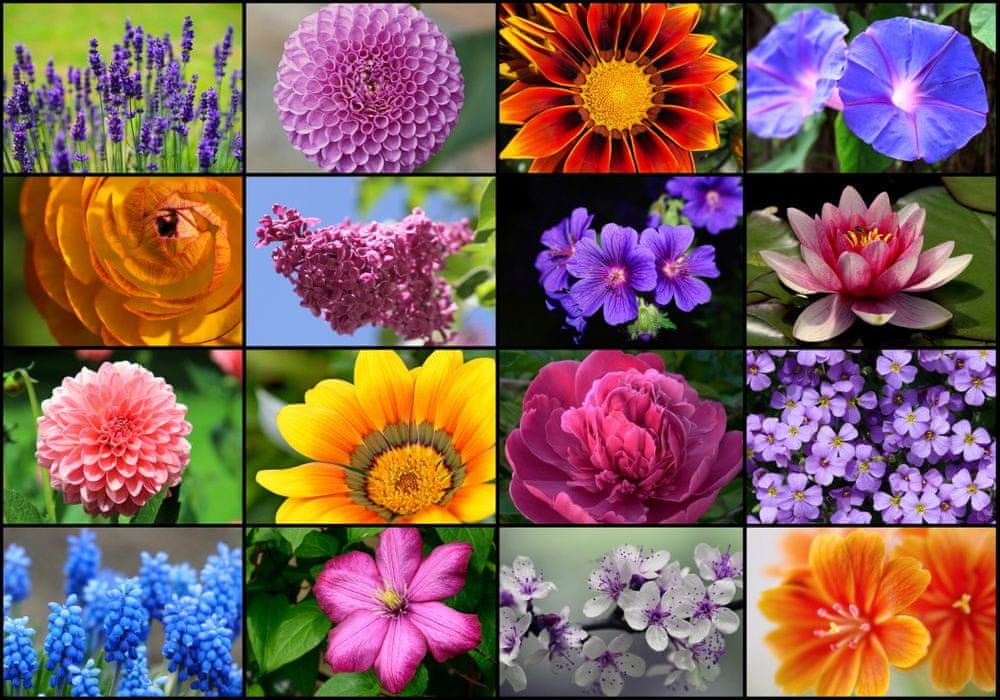 Grafika Puzzle 1000 dílků Collage - Spring Flowers - obrázek 1