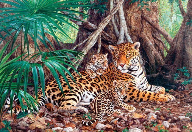 Castorland Puzzle Jaguáři v džungli 3000 dílků - obrázek 1