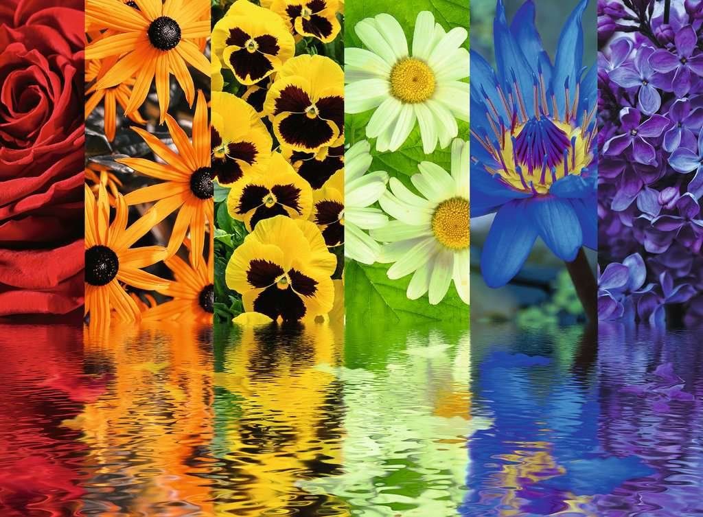 RAVENSBURGER Puzzle Květinové odrazy 500 dílků - obrázek 1