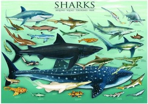 EuroGraphics Puzzle 1000 dílků Jigsaw Puzzle - 1000 dílků - Sharks - obrázek 1