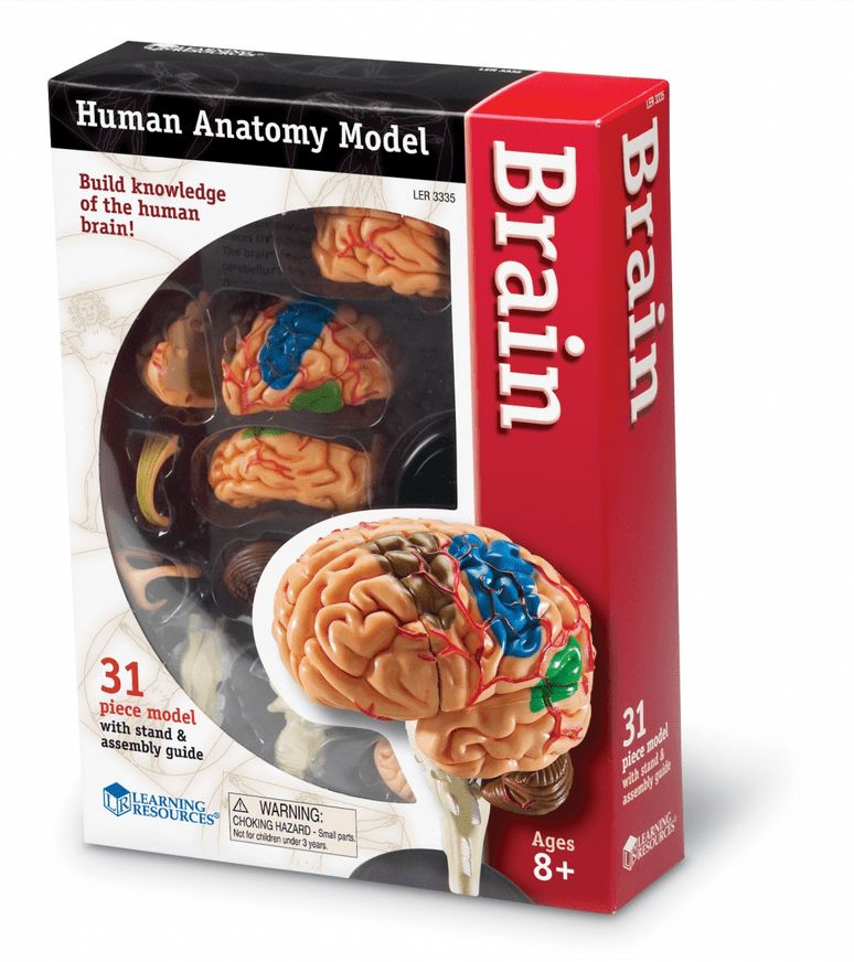 Learning Resources Anatomický model mozku - obrázek 1