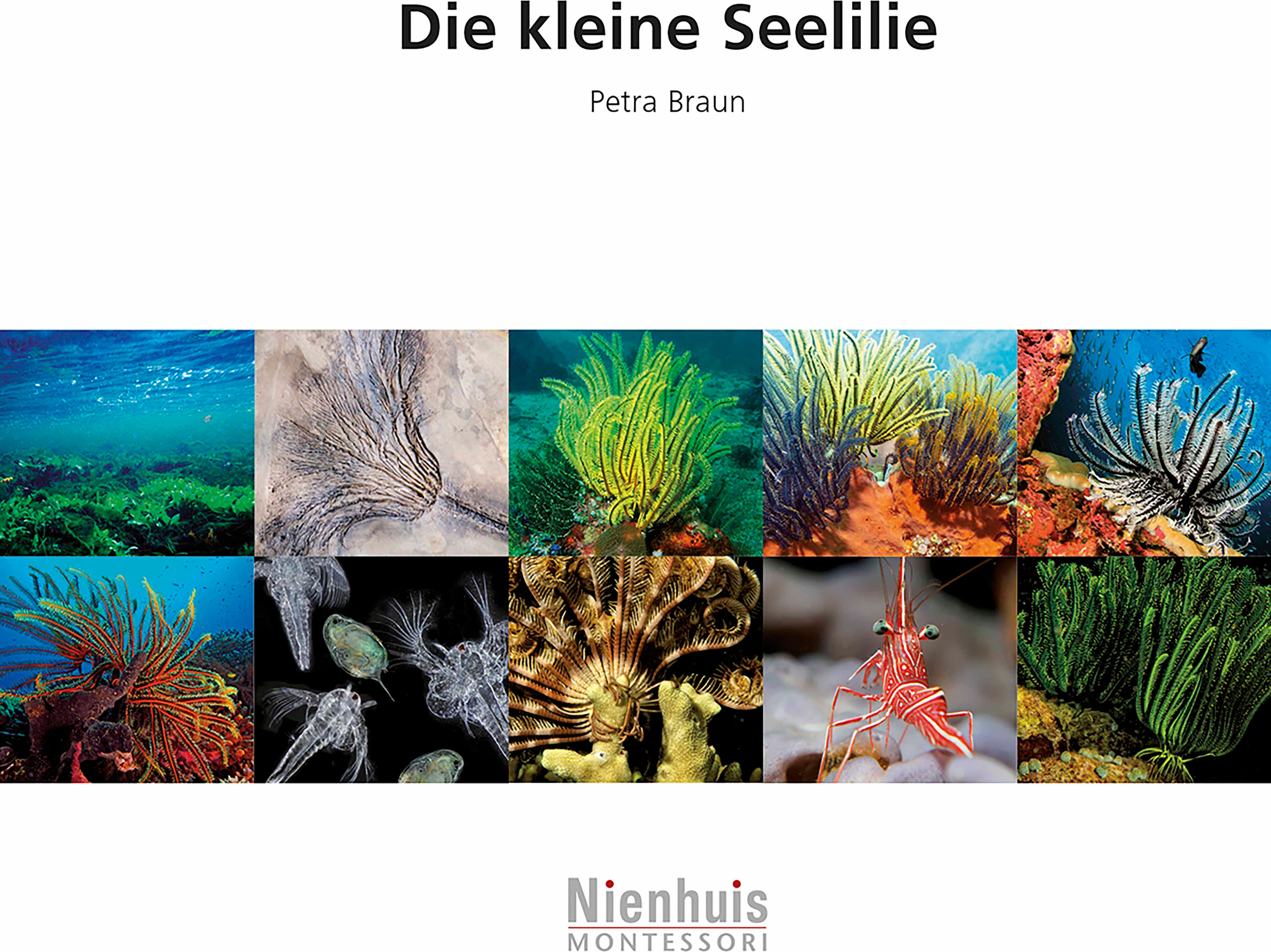 Nienhuis Montessori 523212 Die kleine Seelilie (German version) - obrázek 1
