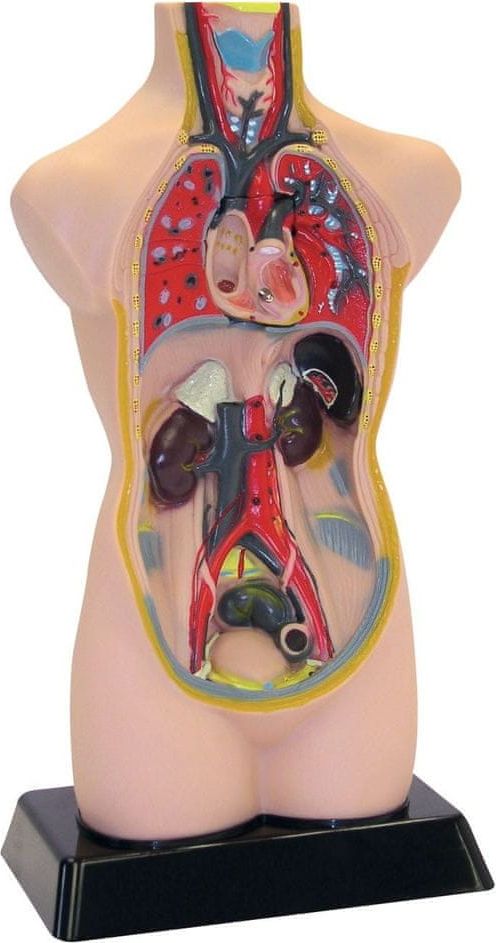 TickIt Větší anatomické rozkládací torzo těla - obrázek 1