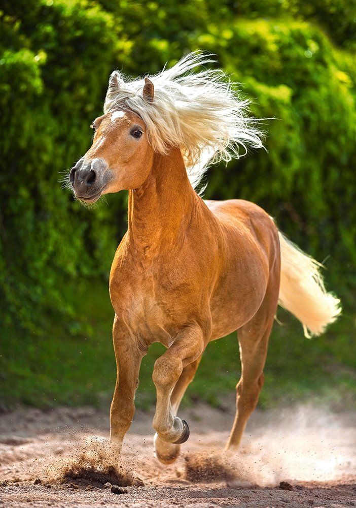CASTORLAND Puzzle Běžící Haflinger 500 dílků - obrázek 1