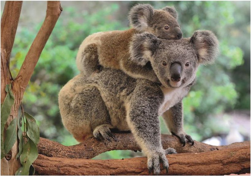 DINO Koala s mláďátkem 300 XL puzzle - obrázek 2