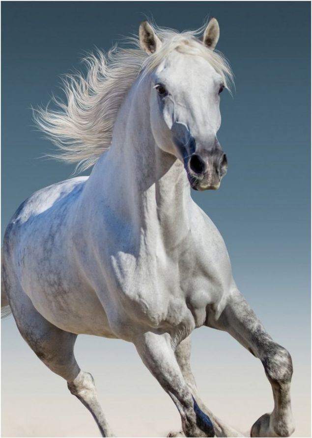 BrandMac · Fleecová deka Kůň bělouš - 100 x 140 cm - obrázek 1