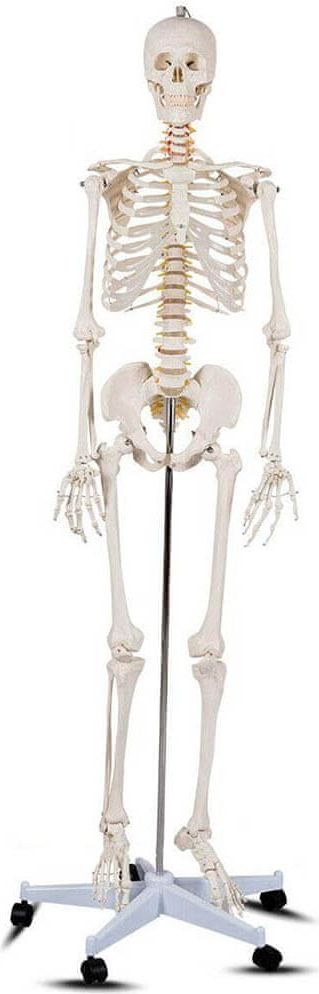 Timeless Tools Anatomický model kostry se stojanem - obrázek 1