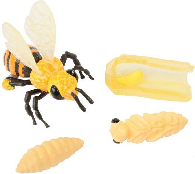 Insect Lore Životní cyklus - Včela - obrázek 1