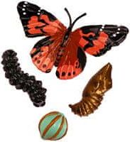 Insect Lore Životní cyklus - Motýl - obrázek 1