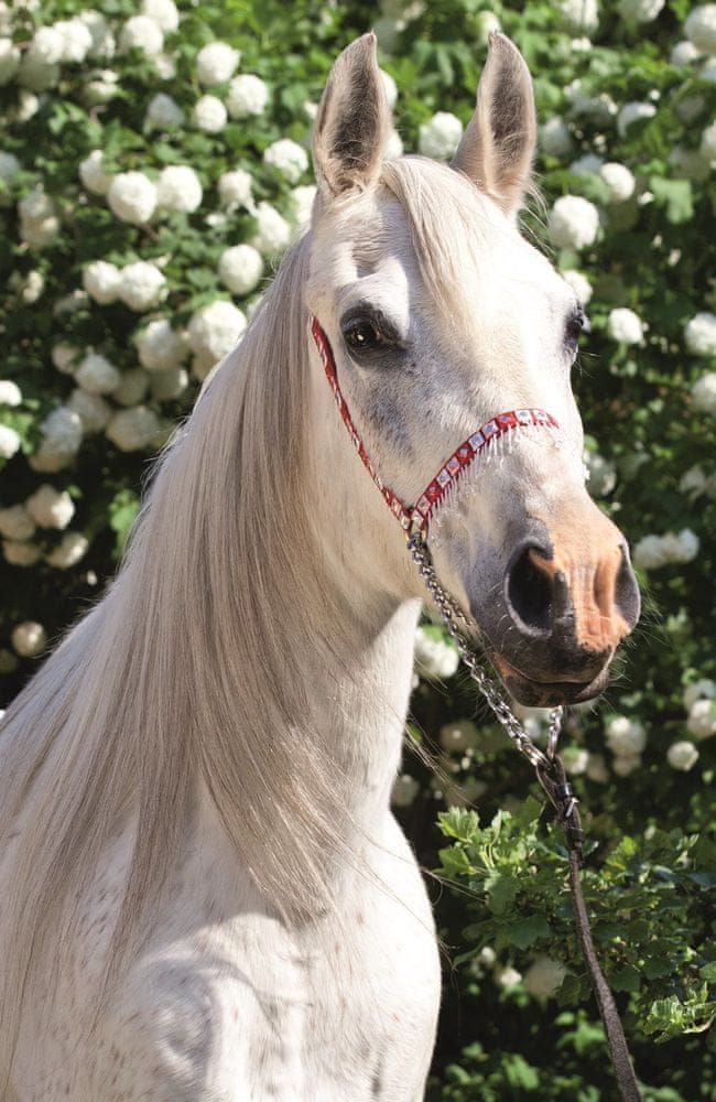 Trefl Puzzle Svět koní: Portrét bělouše 54 dílků - obrázek 1
