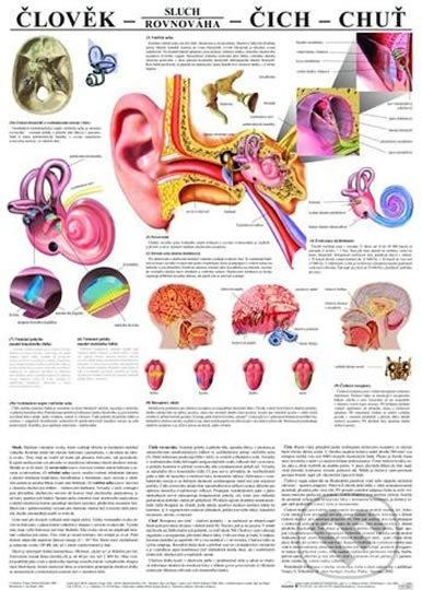 Plakát - Člověk - sluch - čich - chuť - Scientia - obrázek 1