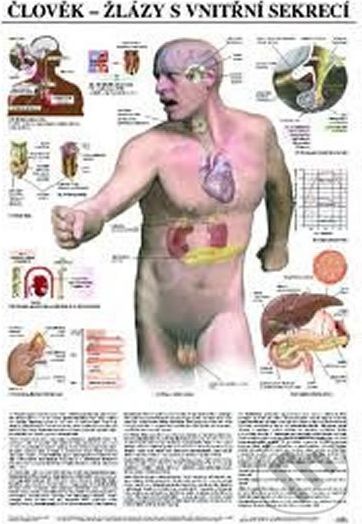 Plakát - Člověk - žlázy s vnitřní sekrecí - Scientia - obrázek 1