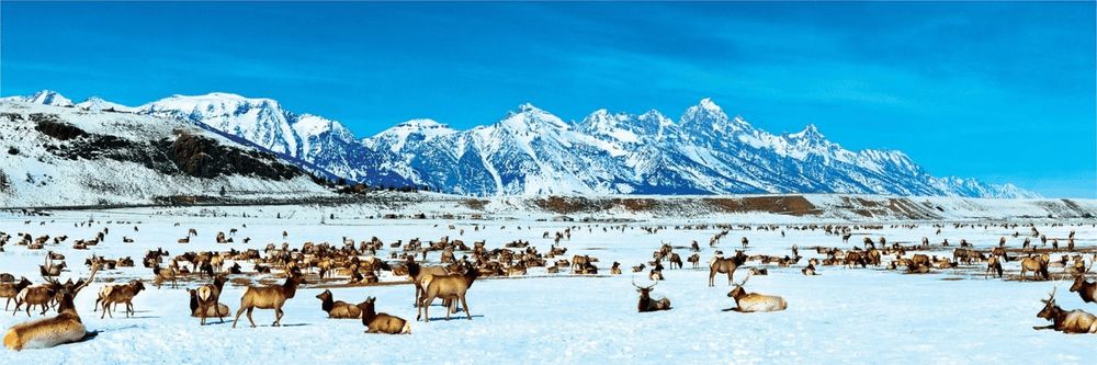 MasterPieces Panoramatické puzzle Útočiště losů, Wyoming 1000 dílků - obrázek 1