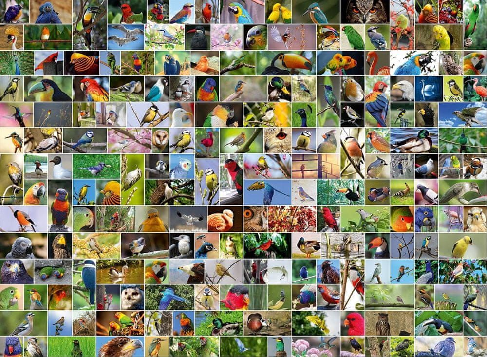 Blue Bird Puzzle Koláž: Nejkrásnější ptáci světa 4000 dílků - obrázek 1