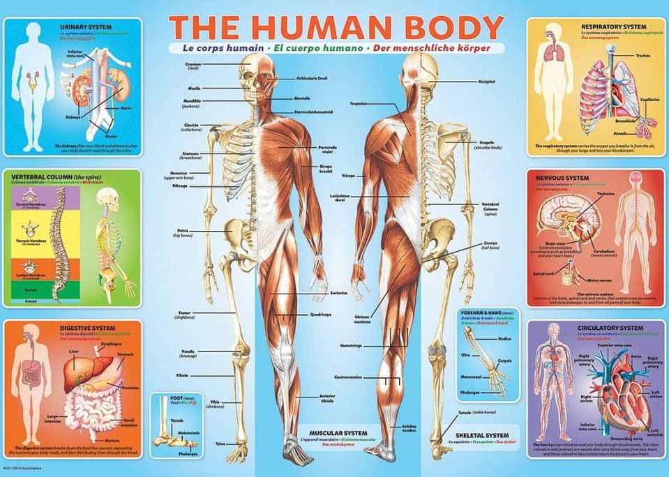 EuroGraphics Puzzle Lidské tělo 200 dílků - obrázek 1